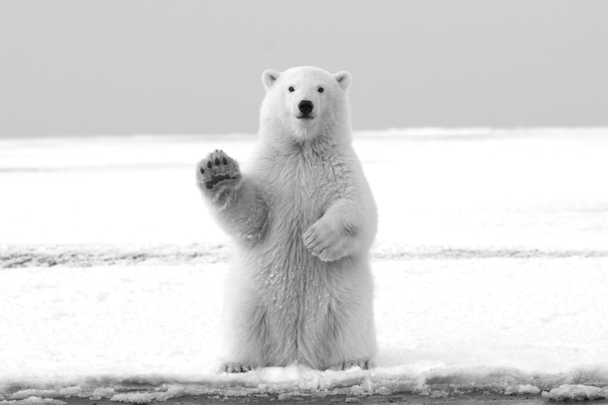 Ours_Polaire