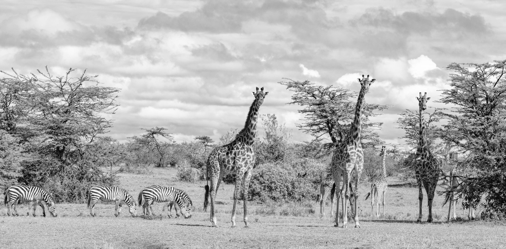 iStock-1208300058_Savane - N&B-1